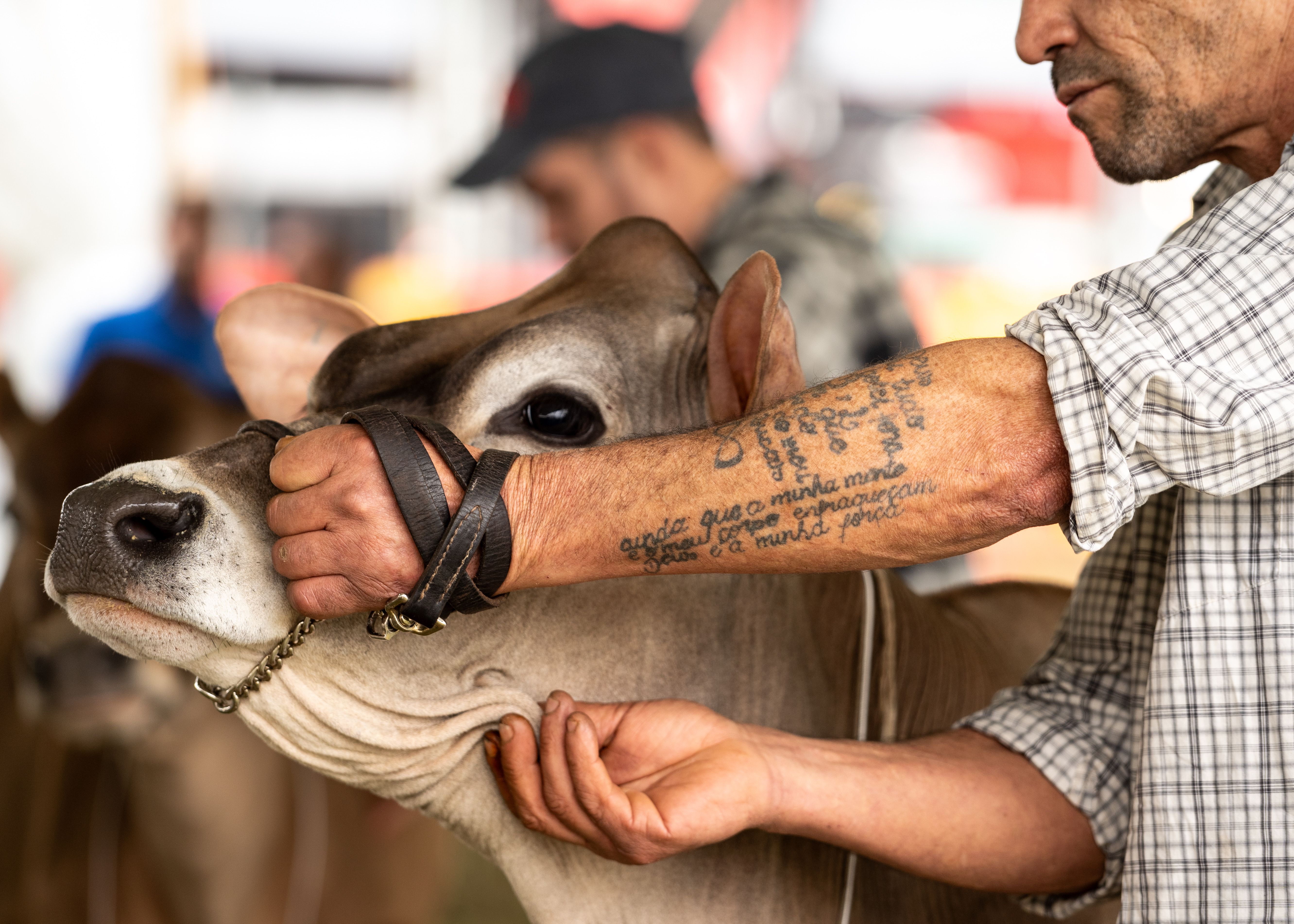 Homem do campo com tatuagem de lettering em ambiente rural com boi